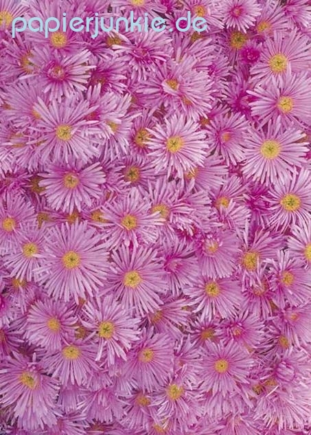 Geschenkpapier Pink Aster