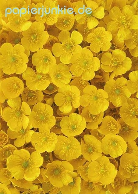 Geschenkpapier Butterblumen, Buttercups