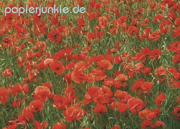 Geschenkpapier Mohnblumen, Poppies