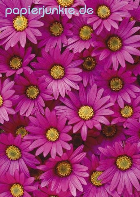 Geschenkpapier Pink Daisy