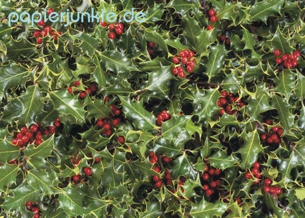 Geschenkpapier Ilex, Holly