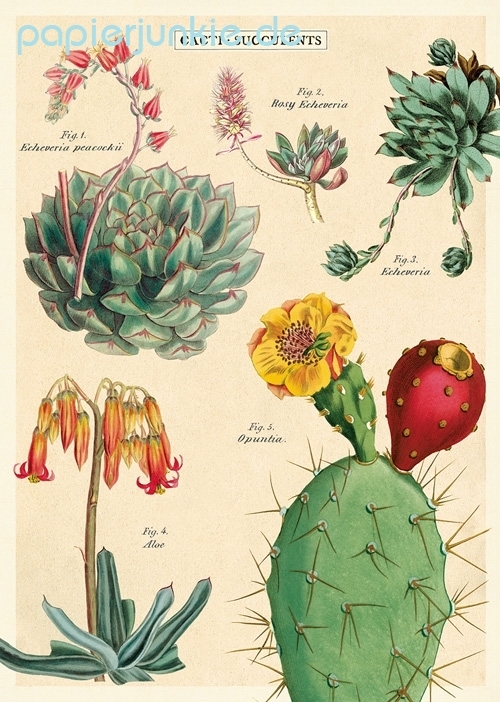 Geschenkpapier Cacti & Succulents II, Kakteen