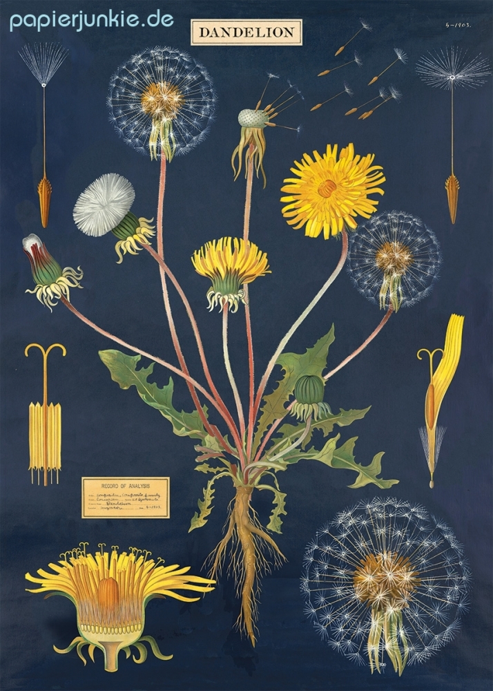 Geschenkpapier Dandelion Chart, Pusteblume