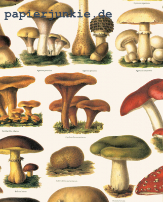 Geschenkpapier Pilze