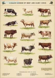 Geschenkpapier Cow Chart, Kühe