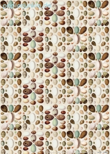 Geschenkpapier Vogeleier (R*)