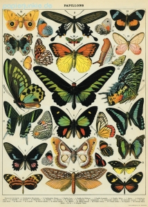 Geschenkpapier Butterflies, Schmetterlinge