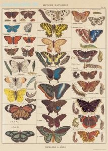 Geschenkpapier Butterfly Natural History