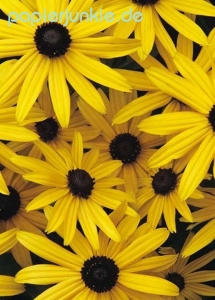 Geschenkpapier Rudbekia