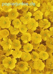 Geschenkpapier Butterblumen, Buttercups