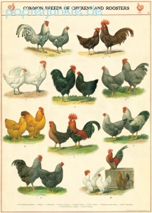 Geschenkpapier Chickens and Roosters, Hühner