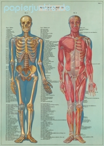 Geschenkpapier Anatomy Series, Anatomie