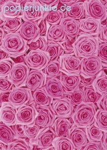 Geschenkpapier Pink Roses