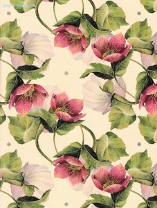 Geschenkpapier Helleboro (R*)