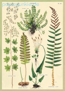 Geschenkpapier Ferns, Farn