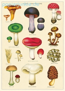 Geschenkpapier Fungi Champignons, Mushrooms/Pilze