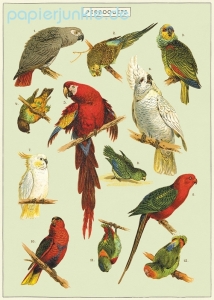 Geschenkpapier Parrots, Papageie