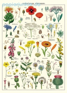 Geschenkpapier Wildflowers, Wildblumen