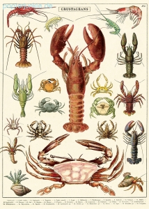 Geschenkpapier Crustaceans, Schalentiere