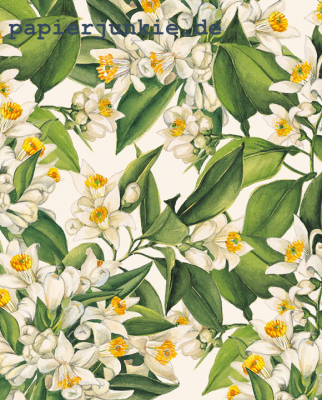 Geschenkpapier Orangenblüten