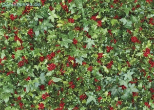 Geschenkpapier Holly & Ivy, Ilex und Efeu