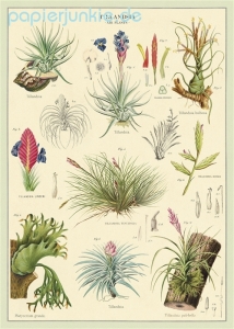 Geschenkpapier Air Plants