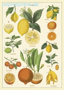 Geschenkpapier Citrus (R*)