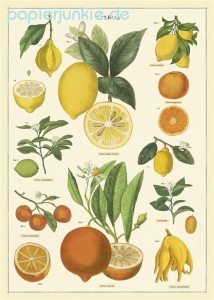 Geschenkpapier Citrus