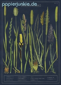 Geschenkpapier Grasses & Sedges