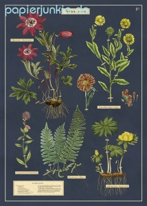 Geschenkpapier Herbarium