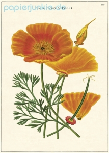 Geschenkpapier California Poppy