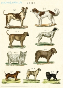 Geschenkpapier Dog Chart (Cavallini Papers)