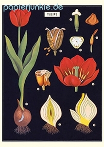 Geschenkpapier Tulip, Tulpen