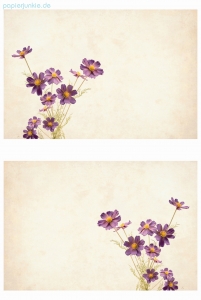 Geschenkpapier/Bastelpapier Cosmea