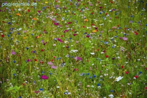 Geschenkpapier Sommerwiese