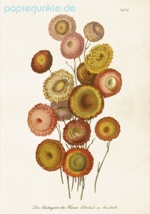 Poster Strawflower