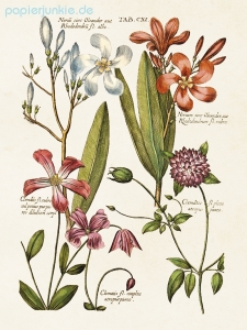 Kunstdruck Clematis