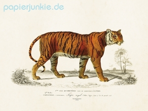 Kunstdruck Tiger