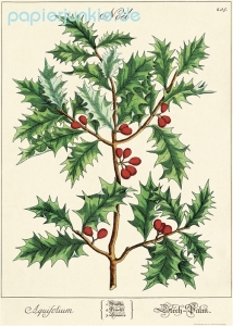 Geschenkpapier Holly, Ilex/Stechpalme