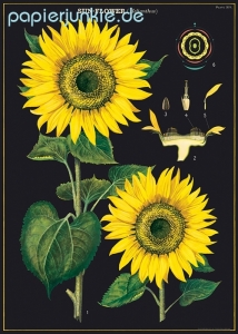 Geschenkpapier Sunflower, Sonnenblumen