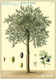 Geschenkpapier Olive Tree, Olivenbaum