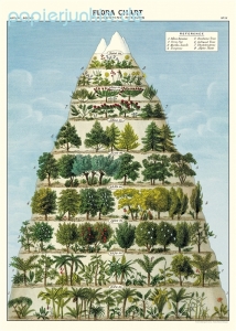 Geschenkpapier Flora Chart