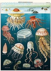 Geschenkpapier Jellyfish, Quallen
