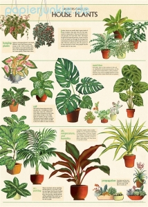 Geschenkpapier House Plants, Zimmerpflanzen