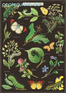Geschenkpapier Caterpillars & Butterflies