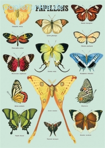 Geschenkpapier Papillons, Schmetterlinge