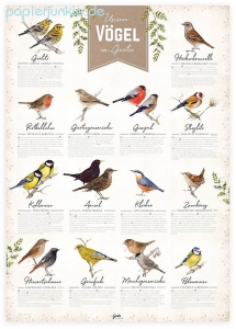 Poster Gartenvögel (2 Stück)