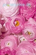 Geschenkpapier Ranunkel, rosa