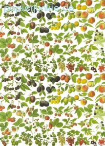 Geschenkpapier Gartenfrüchte (5 Bogen)