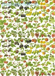 Geschenkpapier Gartenfrüchte (R*)